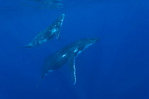 Two Humpback whales (Megaptera novaeangliae) underwater, Tonga