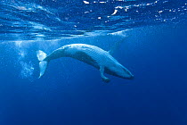 Humpback whale (Megaptera novaeangliae) turning underwater, off Tonga