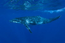 Humpback whale (Megaptera novaeangliae) underwater, off Tonga