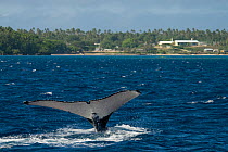Tail fluke of Humpback whale (Megaptera novaeangliae) diving, off coast of Queensland, Australia