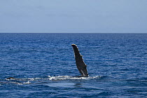 Pectoral fin of Humpback whale (Megaptera novaeangliae) slapping, off coast of Tonga