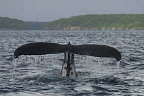 Tail fluke of Humpback whale (Megaptera novaeangliae) diving, off coast of Tonga