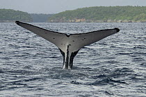 Tail fluke of Humpback whale (Megaptera novaeangliae) diving, off coast of Tonga