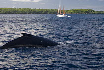 Back and dorsal fin of Humpback whale (Megaptera novaeangliae) with sailing boat in background, off coast of Tonga