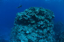 Diver underwater approaching coral reef, Tonga, Melanesia, Pacific