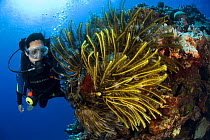 Diver viewing coral reef with Featherstars, Tonga, Melanesia, Pacific