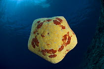 Pincushion starfish (Culcita sp) Pacific