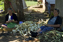 Women preparing strips of bark of Breadfruit / Paper mulberry tree {Artocarpus altilis} to make into sheets of bark cloth, Tonga, Melanesia, 2007