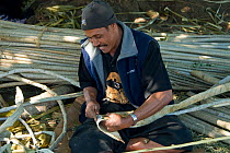 Man preparing strips of bark of Breadfruit / Paper mulberry tree {Artocarpus altilis} to make into sheets of bark cloth, Tonga, Melanesia, 2007