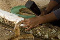 Woman pounding inner bark of Breadfruit / Mulberry tree for making tapa cloth, Tonga, Melanesia, 2007