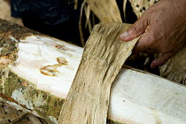 Woman preparing inner bark of Breadfruit / Mulberry tree for making tapa cloth, Tonga, Melanesia, 2007
