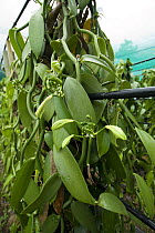 Vanilla {Vanilla planifolia} plantation, Tonga, Melanesia, 2007