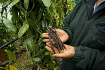 Woman showing vanilla beans freshly dried, Tonga, Melanesia, 2007