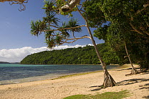 Beach at The Reef Resort, Vava'u, Tonga, Melanesia, 2007, note aerial prop roots of Pandanus trees in foreground.