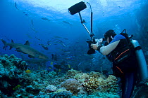 Juergen Freund photographing sharks and fish underwater, Tonga, Melanesia, 2007