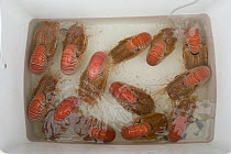 13 captured Chambered nautilus {Nautilus pompilius} in an ice box on board 'Undersea Explorer'. They will be measured, recorded and released in the reef. 2007