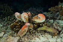 Several Chambered nautilus {Nautilus pompilius} on coral reef at night, Pacific, 2007
