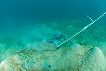 Magda Blazewicz handles trawling sand collector underwater to collect sand which may contain Tanaidacea crustaceans, Coral Reef census, Lizard Island, Queensland, Australia, April 2008