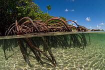 Split level of mangrove roots exposed at low tide, Lizard Island, Queensland, Australia, April 2008.