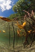 Mangrove roots exposed at low tide, Lizard Island, Queensland, Australia, April 2008