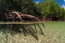 Split level of mangrove roots exposed at low tide, Lizard Island, Queensland, Australia, April 2008