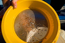 Specimens collected from the light trap deployed at dusk and retrieved at dawn, Coral Reef census, Lizard Island, Queensland, Australia, April 2008.
