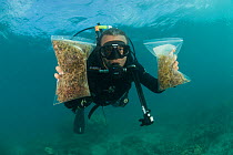 Brazilian, Fred Gurgel, collecting algae and seaweeds (macroalgae) for Coral Reef census, Lizard Island, Queensland, Australia, April 2008.