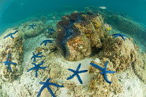 Giant clam {Tridacna sp} surrounded by blue starfish {Linckia laevigata} Lizard Island, Queensland, Australia, April 2008