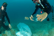 Joanna Browne collecting an  'upside down jellyfish'  {Cassiopeia sp} from the sandy bottom of Lizard Island lagoon, for Coral Reef census, Lizard Island, Queensland, Australia, April 2008