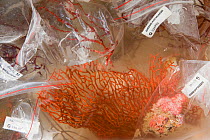 Sea fan {Gorgonacea} collected for the Queensland Museum collection from the Coral Reef census, Lizard Island, Queensland, Australia, April 2008