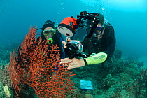 Divers collect Octocorals for the Queensland Museum collection as part of the Coral Life census, Lizard Island, Queensland, Australia, April 2008