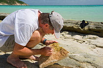At low tide Niel Bruce looks for isopods in and amongst the rocks around Lizard Island for the Coral Life census, Lizard Island, Queensland, Australia, April 2008