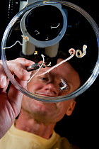 Chris Glasby places polychaete worm specimens under the microscope, from the Coral Life census, Lizard Island, Queensland, Australia, April 2008