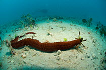 Sea cucumber {Holothuroidea} on seabed, Lizard Island, Great Barrier Reef, Queensland, Australia