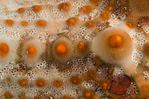 Close up of arm of Sea-star, Lizard Island, Queensland, Australia