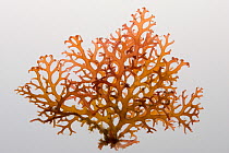 Brown algae {Phaeophyceae} collected as part of the Coral Reef census, Lizard Island, Queensland, Australia, April 2008