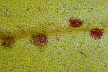 Close up of brown spots on Green algae {Chlorophyceae} collected as part of the Coral Reef census, Lizard Island, Queensland, Australia, April 2008