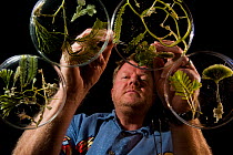 John Huisman organizing his algae / seaweed specimens, as part of the Coral Reef census, Lizard Island, Queensland, Australia, April 2008