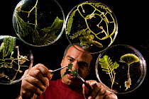 Fred Gurgel organizing his algae / seaweed specimens, as part of the Coral Reef census, Lizard Island, Queensland, Australia, April 2008