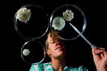 Jo Browne removes with a pipet, mucous emitted by stressed Upside-down jellyfish specimens, part of the Coral Reef census, Lizard Island, Queensland, Australia, April 2008