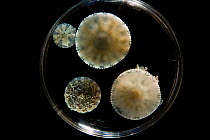 Specimens of Upside-down jellyfish {Cassiopeia sp} collected as part of the Coral Reef census, Lizard Island, Queensland, Australia, April 2008
