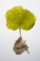Green algae {Chlorophyceae} specimen collected as part of the Coral Reef census, Lizard Island, Queensland, Australia, April 2008