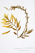 Sample of Brown algae {Sarcassum cf myriosystum} from Coral Reef census, Lizard Island, Queensland, Australia, April 2008. To store the algae, specimens are pressed and dried out in a herbarium press,...