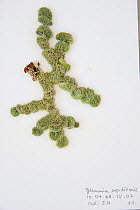 Sample of Green algae {Tydemania sp}  from Coral Reef census, Lizard Island, Queensland, Australia, April 2008. To store the algae, specimens are pressed and dried out in a herbarium press, this simpl...