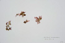 Sample of Brown algae from Coral Reef census, Lizard Island, Queensland, Australia, April 2008. To store the algae, specimens are pressed and dried out in a herbarium press, this simple process preser...