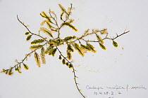 Sample of Green algae {Caulerpa crassifolia} from Coral Reef census, Lizard Island, Queensland, Australia, April 2008. To store the algae, specimens are pressed and dried out in a herbarium press, thi...