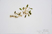 Sample of Green algae from Coral Reef census, Lizard Island, Queensland, Australia, April 2008. To store the algae, specimens are pressed and dried out in a herbarium press, this simple process preser...