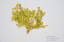 Sample of Green algae {Halimeda sp} from Coral Reef census, Lizard Island, Queensland, Australia, April 2008. To store the algae, specimens are pressed and dried out in a herbarium press, this simple...