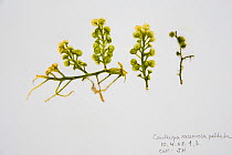 Sample of Green algae {Caulerpa racemosa} from Coral Reef census, Lizard Island, Queensland, Australia, April 2008. To store the algae, specimens are pressed and dried out in a herbarium press, this s...