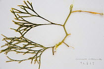 Sample of Green algae {Caulerpa sp} from Coral Reef census, Lizard Island, Queensland, Australia, April 2008. To store the algae, specimens are pressed and dried out in a herbarium press, this simple...
